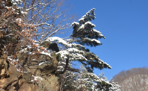 눈 덮인 겨울 두레나무