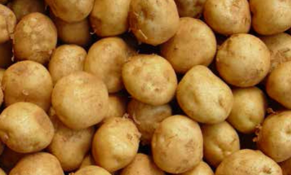 야라 감자 상품성 차별화를 위한 기비 프로그램 제공