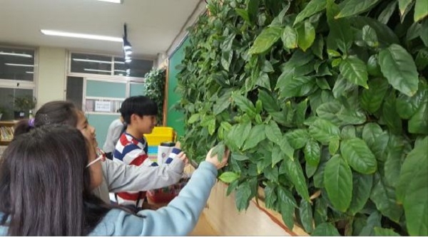 서울 삼양초등학교 교실에서 빌레나무를 이용한 시범사업 모습.