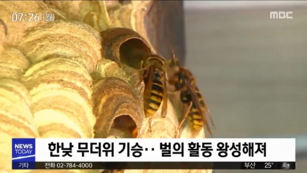 우리나라 전역에 분포하는 장수말벌은 완전탈바꿈 과정을 거쳐 어른벌레가 되는 곤충으로 벌 중에서 가장 크고 힘이 세다. (사진출처: MBC방송 뉴스영상 캡처)