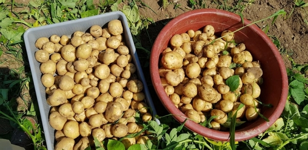 작년 동두천 두레마을에서 기른 감자