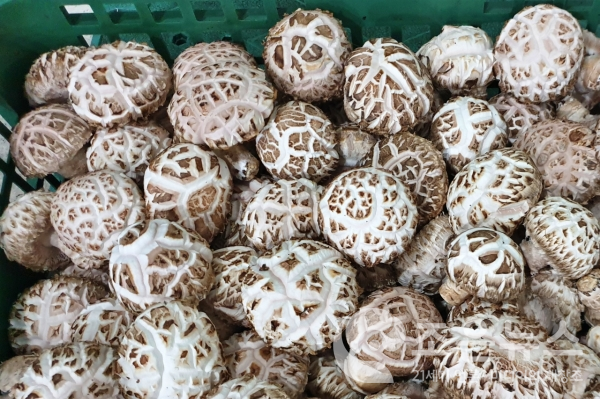 참솔고 농장에서 채취한 백화고 버섯