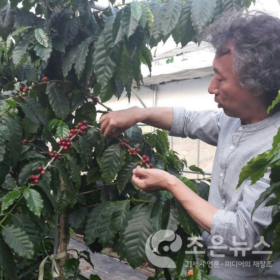 커피나무에서 열매를 수확하는 김철웅 대표