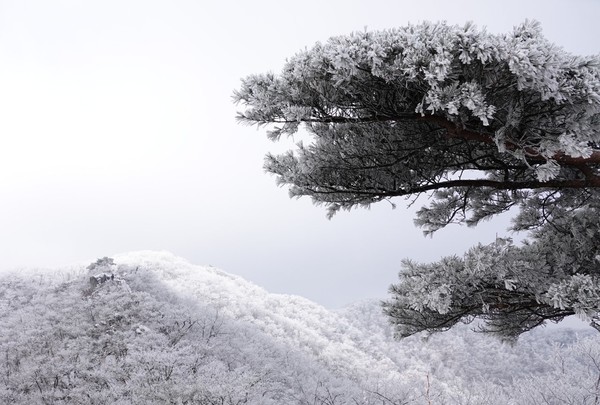 김천 수도산[경북문화관광공사 제공]