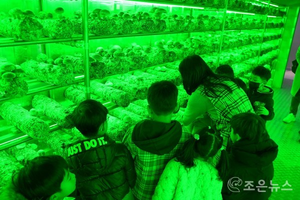 도시농사꾼 큐브팜 체험교육 현장[조은뉴스 촬영]