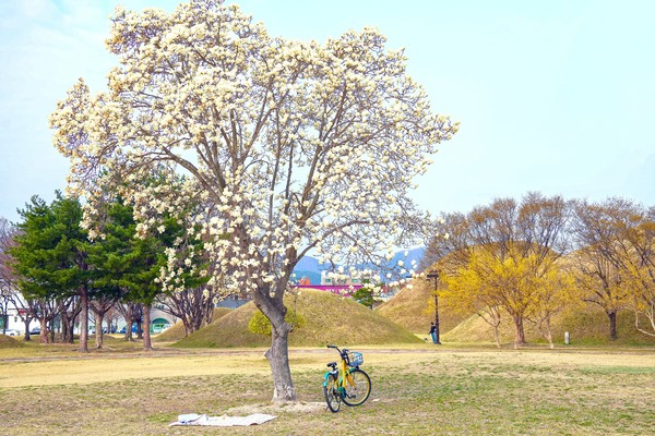  노서동 고분군 전경[경주시 제공]