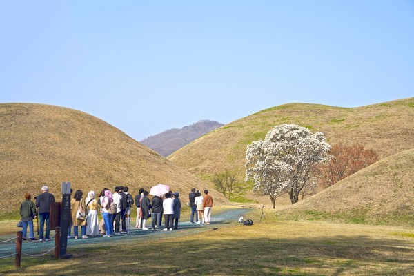  대릉원 목련 포토존 현장[경주시 제공]