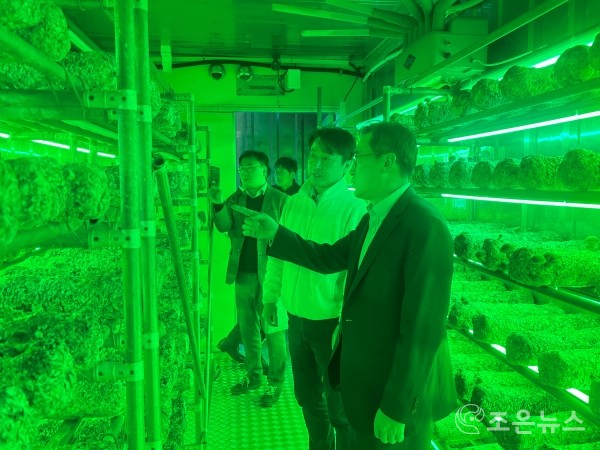 ISO스마트팜 내부 은화고 버섯 재배 과정을 확인하는 부산경제진흥원장[도시농사꾼 제공]