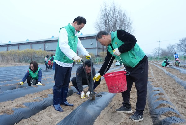 영천시 관계자들과 새마을협의회 관계자들이 새마을농장에서 감자를 심고 있다.[영천시 제공]