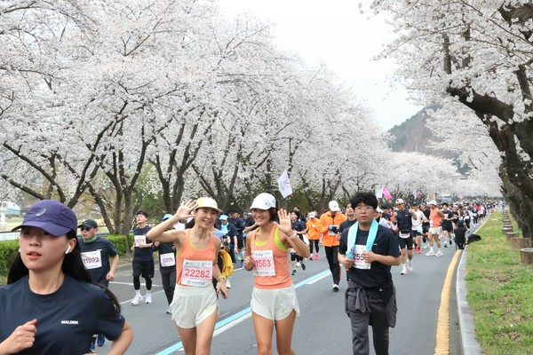 지난해 경주 보문관광단지 벚꽃길에서 열린 ‘경주벚꽃마라톤대회’에서 참가자들이 만개한 벚꽃 아래를 달리고 있다.[경주시 제공]
